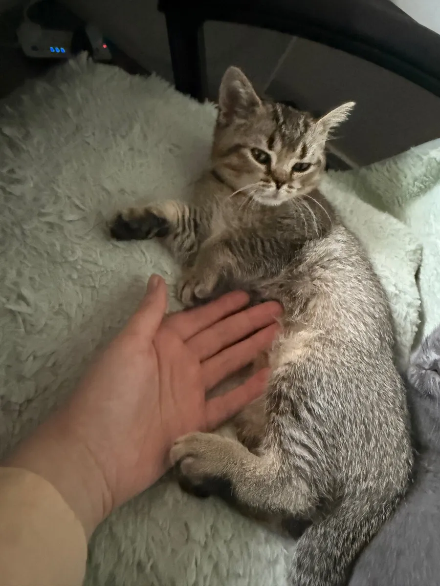 British cat female tabby - Image 3