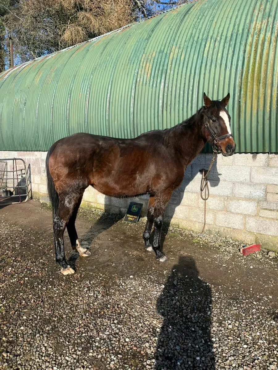 Medicean TB Broodmare