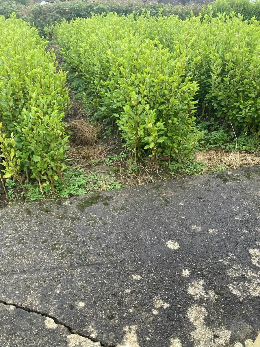 Griselinia for Sale - 1euro Each - Image 2