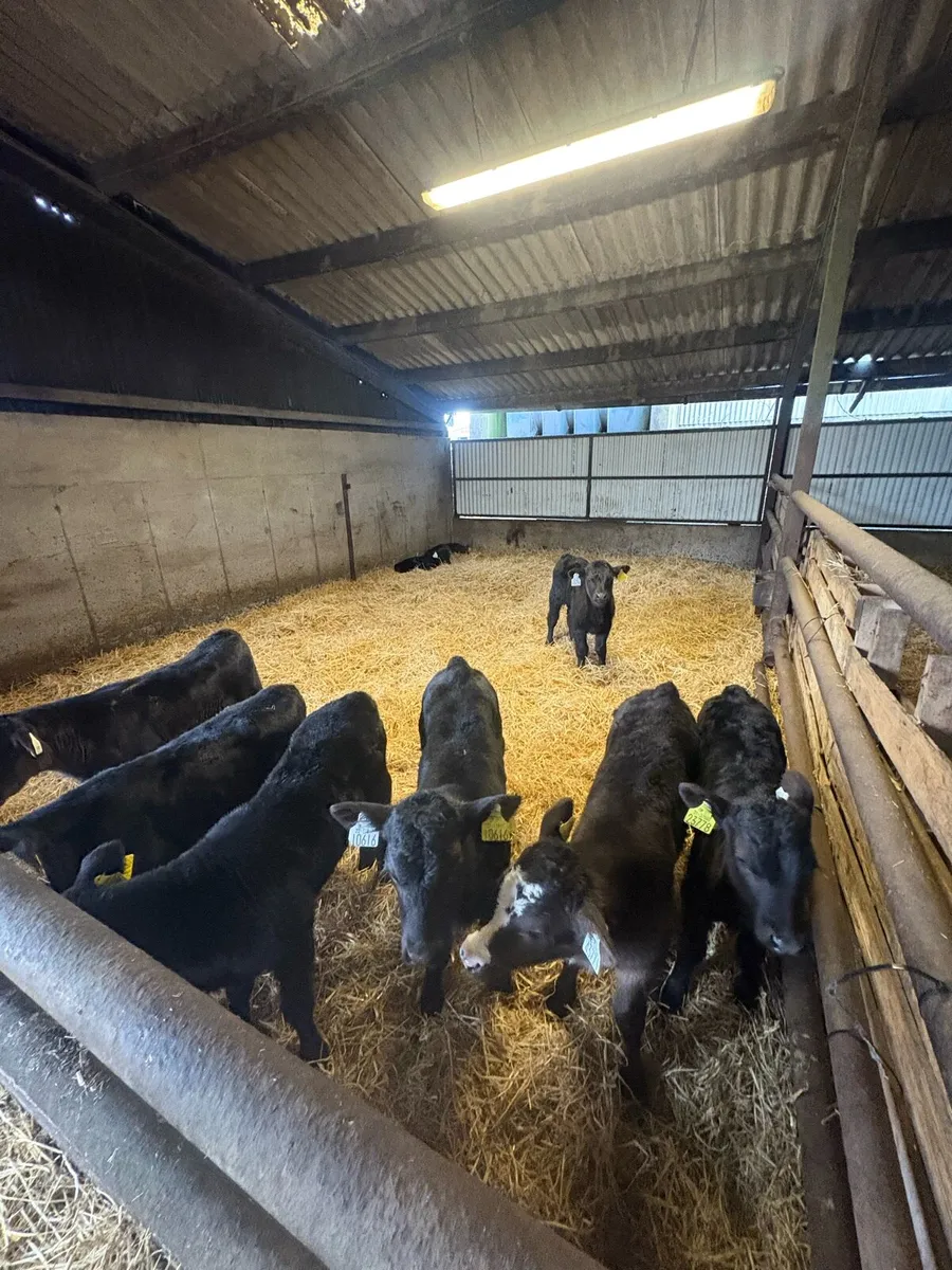 Angus calves - Image 1