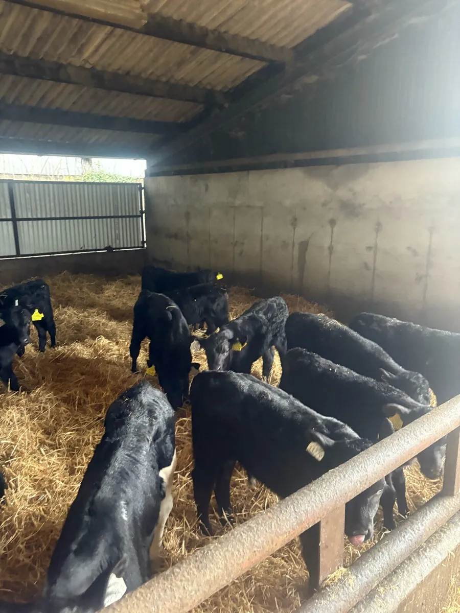 Angus calves - Image 2