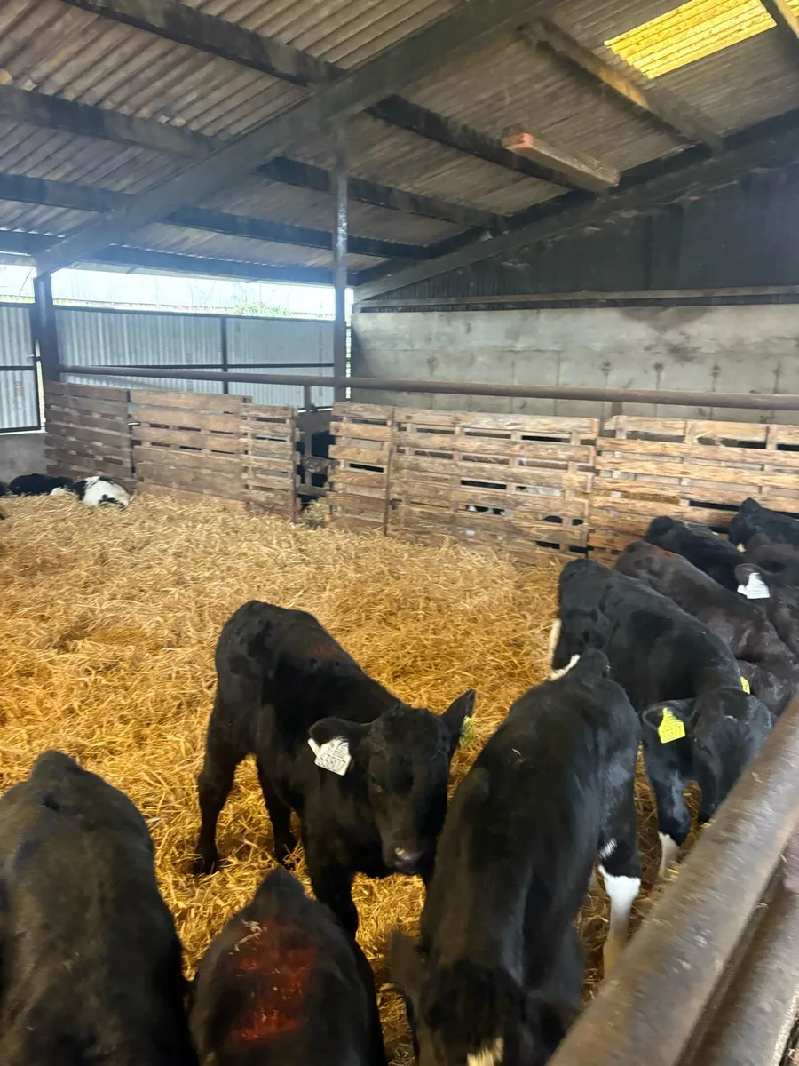 Angus calves - Image 4