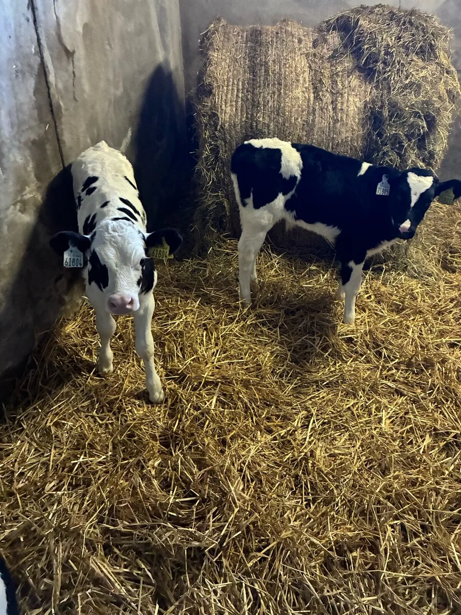 Bull calves - Image 3