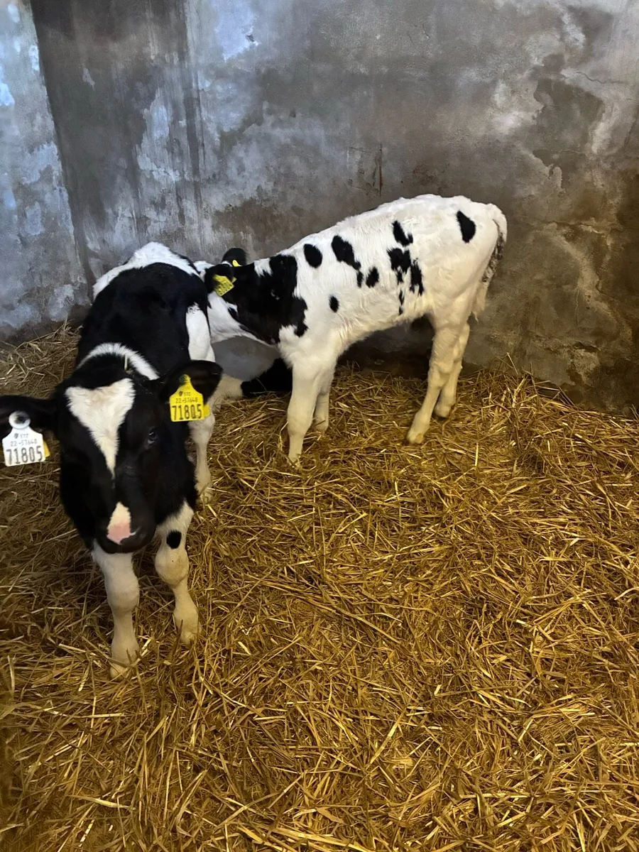 Bull calves - Image 1