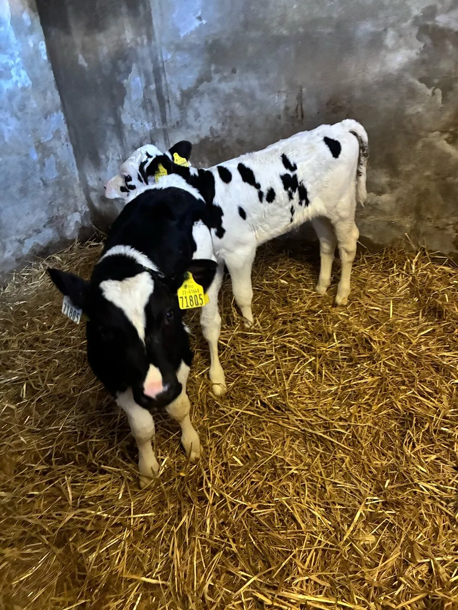 Bull calves - Image 2