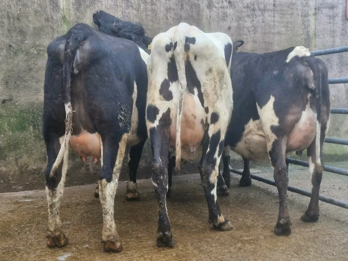 Freshly calved Crossbred heifers - Image 2