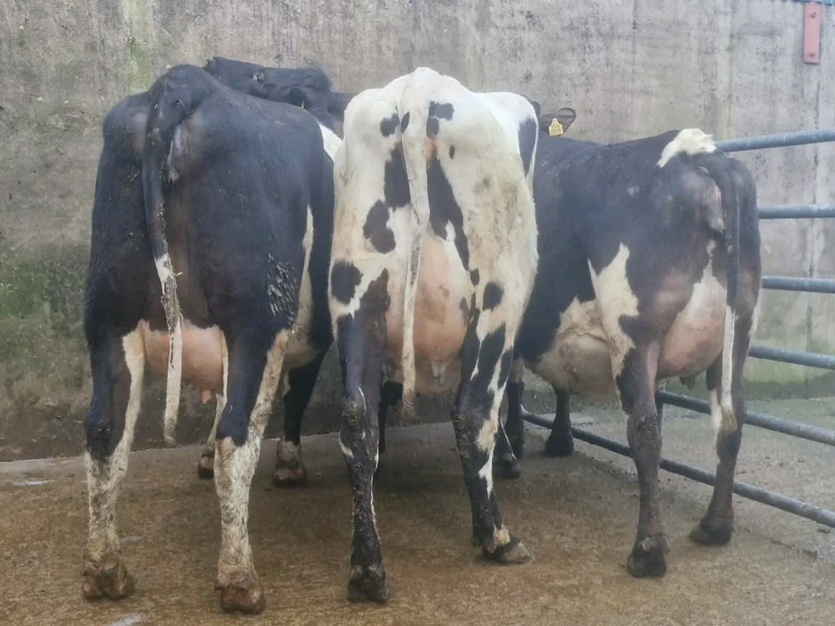 Freshly calved Crossbred heifers - Image 1
