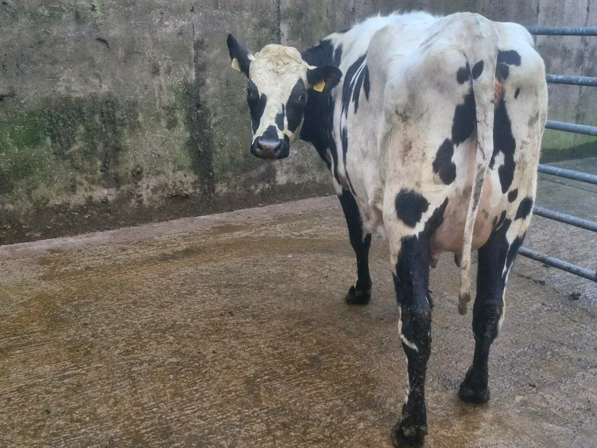 Freshly calved Crossbred heifers - Image 3