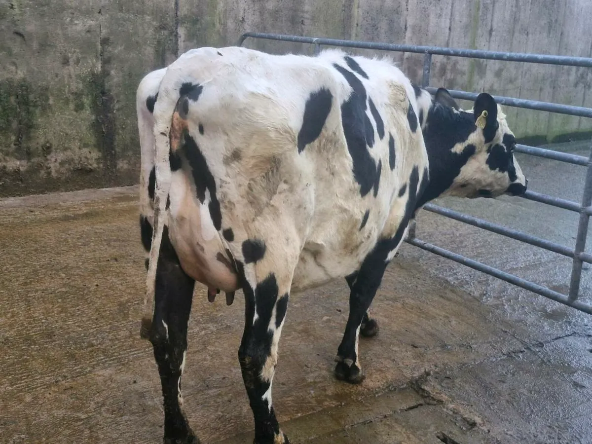 Freshly calved Crossbred heifers - Image 4