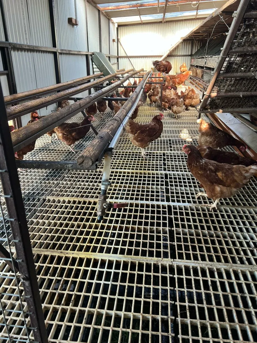 Hens - Image 2