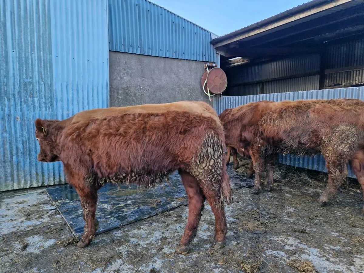 Breeding heifers 5 star rating - Image 2