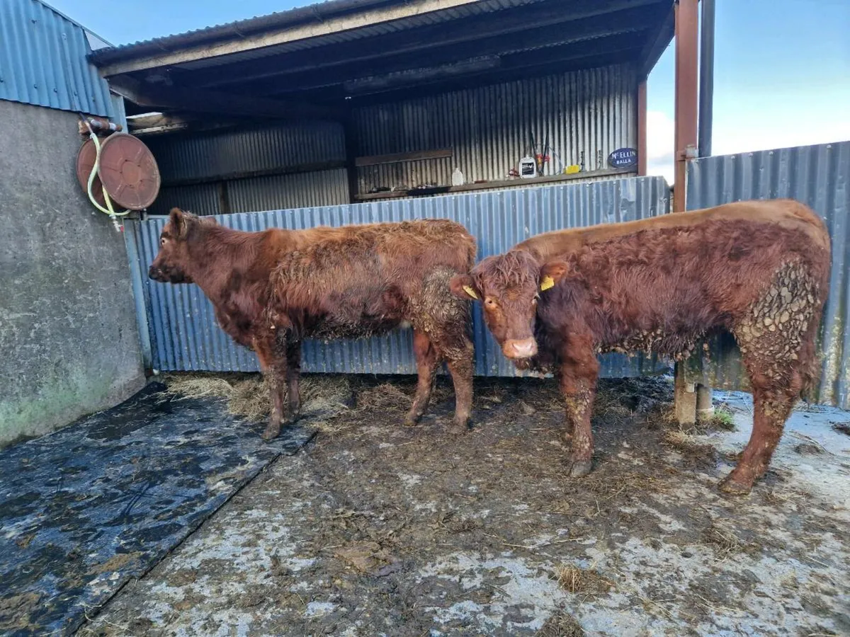 Breeding heifers 5 star rating - Image 3
