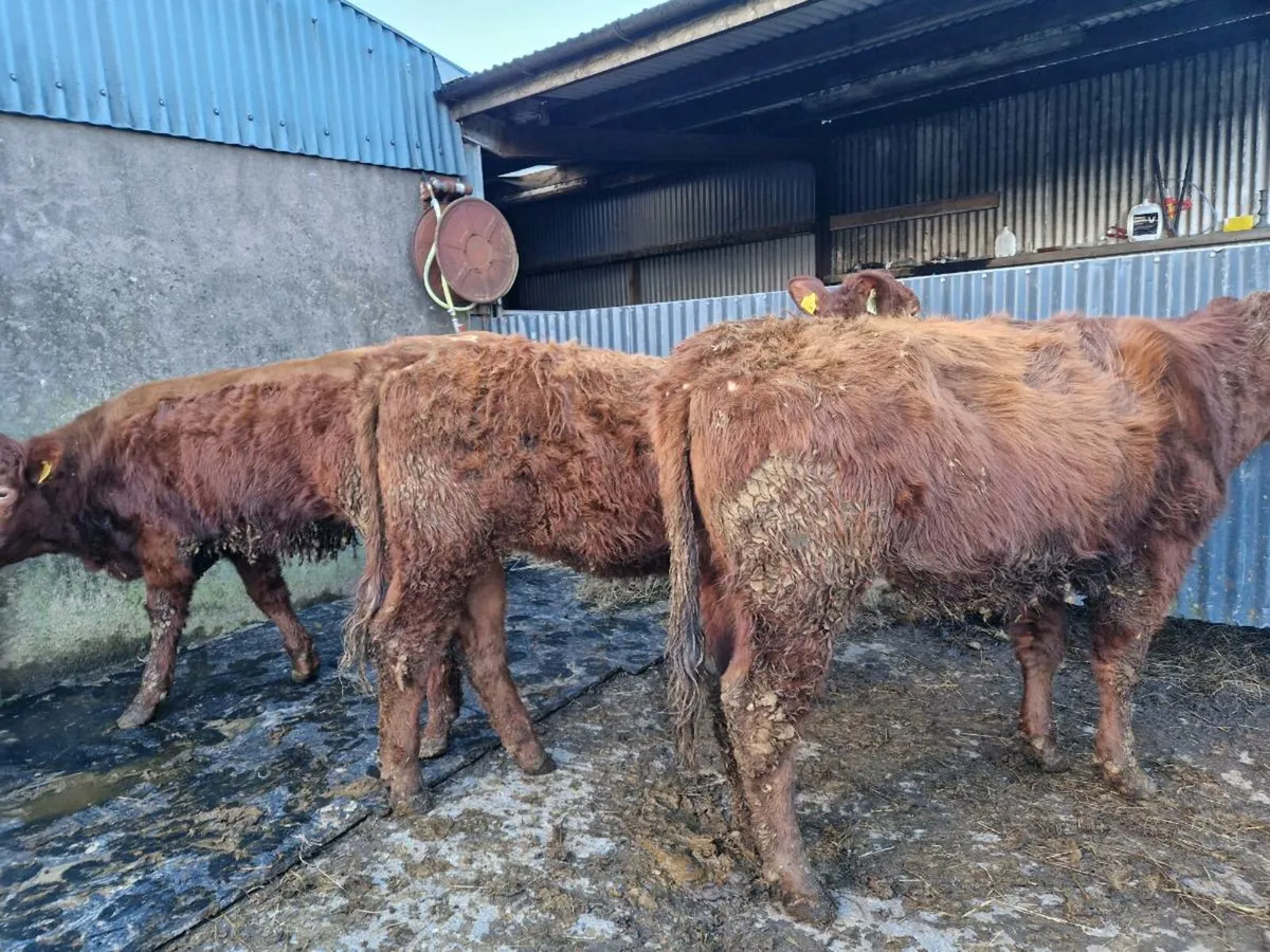 Breeding heifers 5 star rating - Image 4