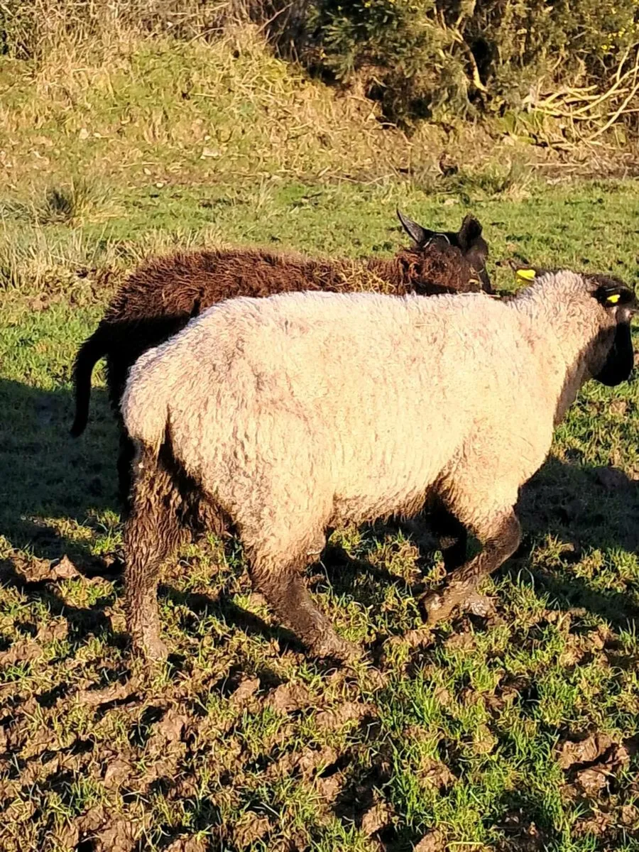 Foster ewe - Image 3
