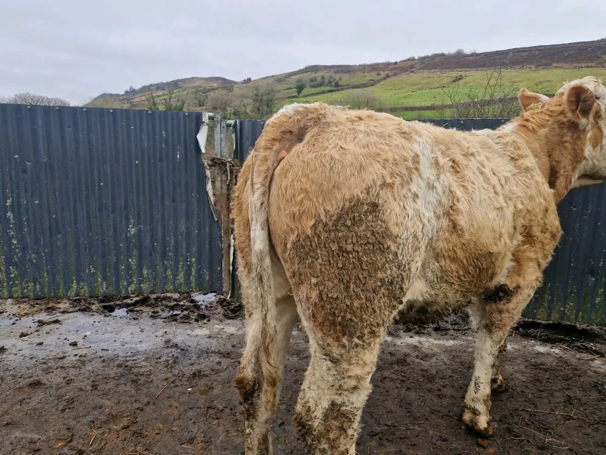 Simmental breeding heifer - Image 2