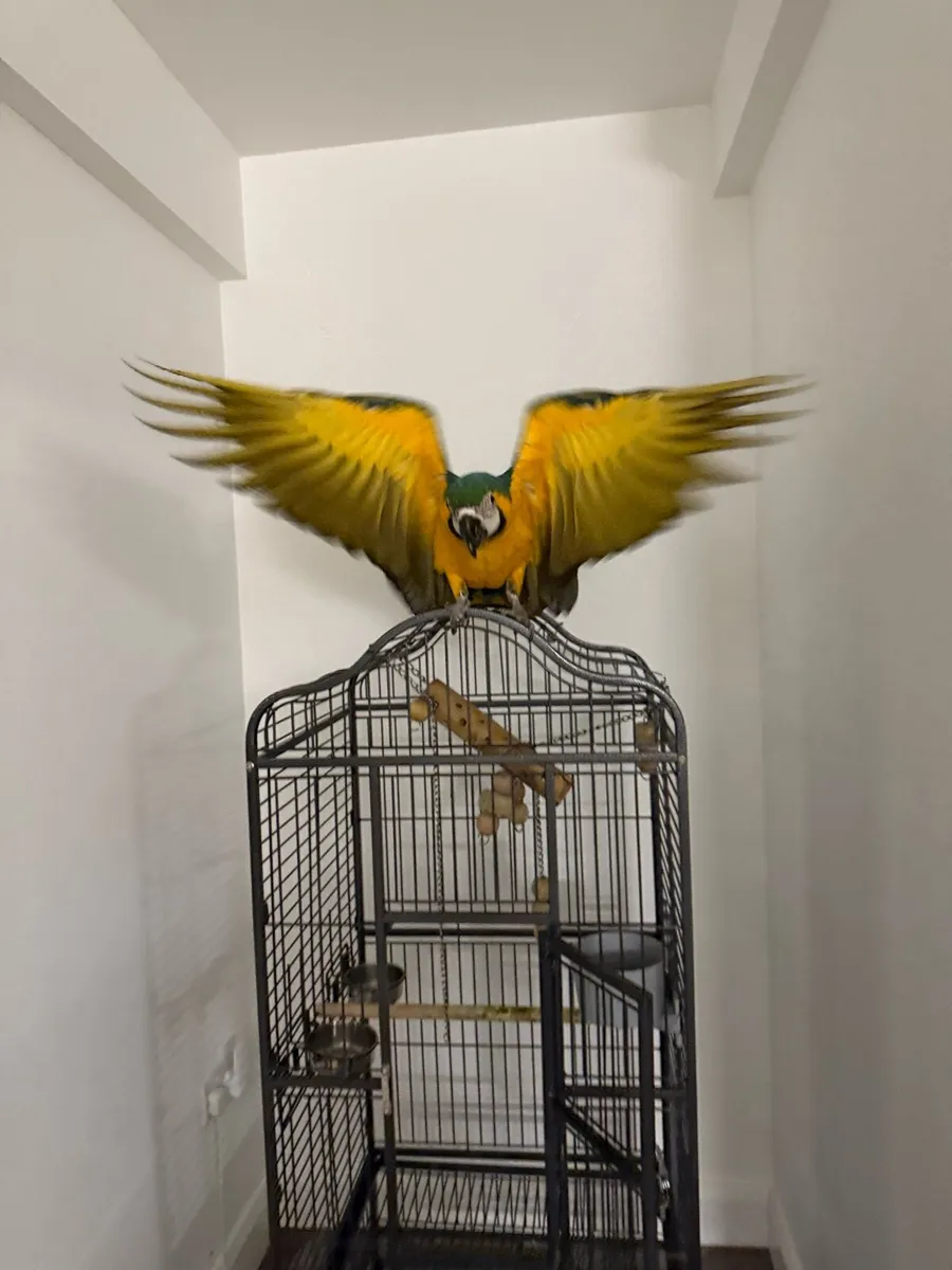 Macaw - Image 1