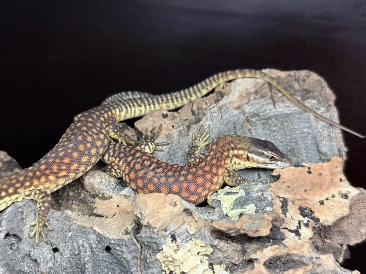 Red ackie monitor lizards - Image 2
