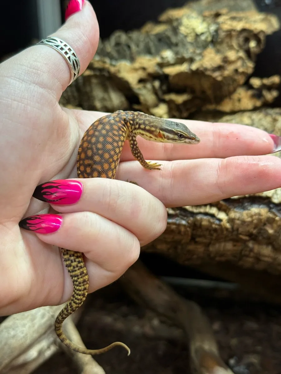 Red ackie monitor lizards - Image 3