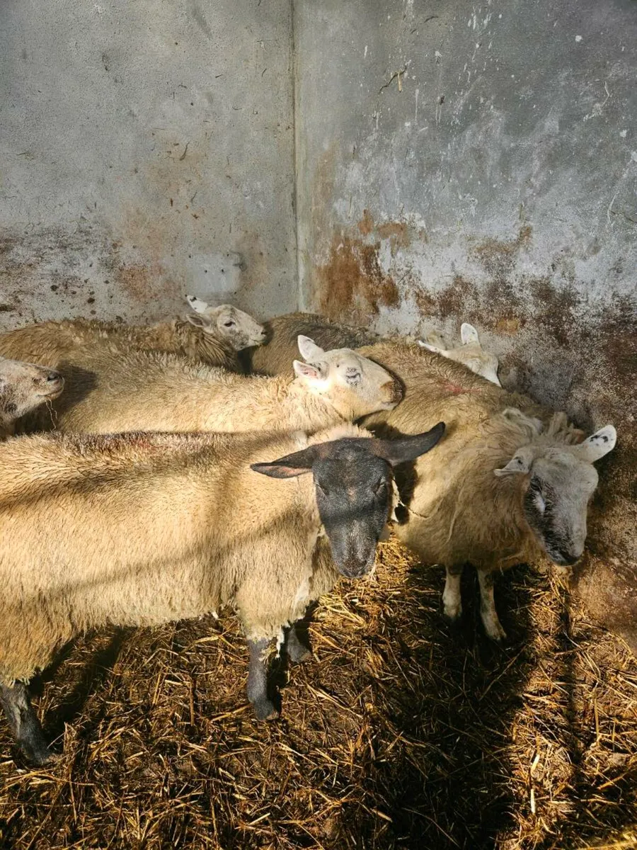 10 Super Inlamb Ewe Lambs - Image 1