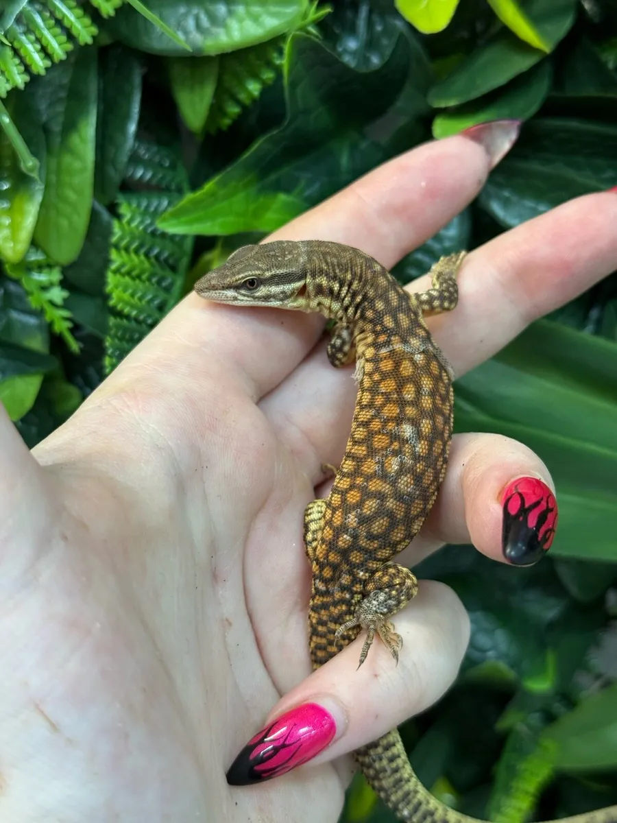 Red ackie monitor lizards - Image 1