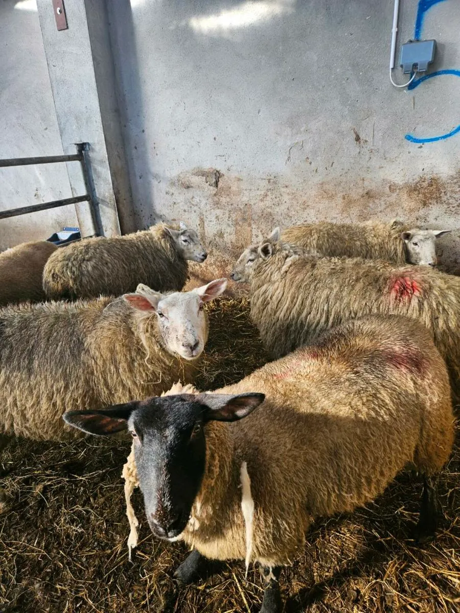 10 Super Inlamb Ewe Lambs - Image 3