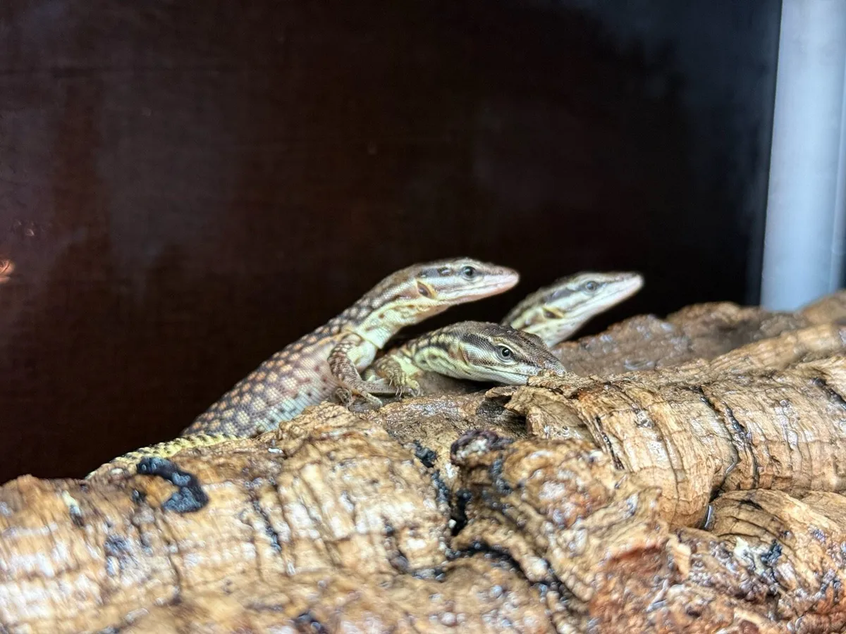 Red ackie monitor lizards - Image 4