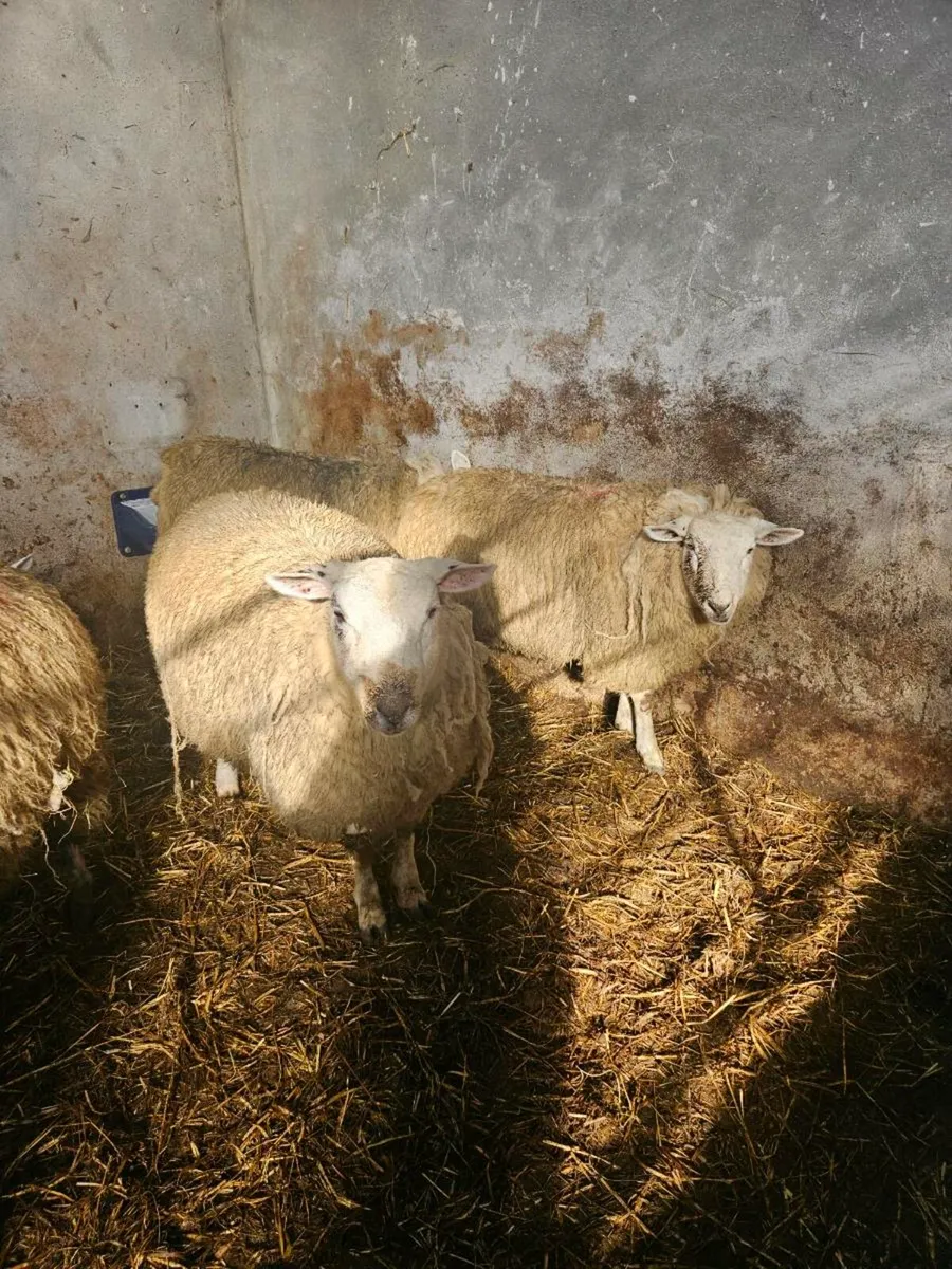 10 Super Inlamb Ewe Lambs - Image 4