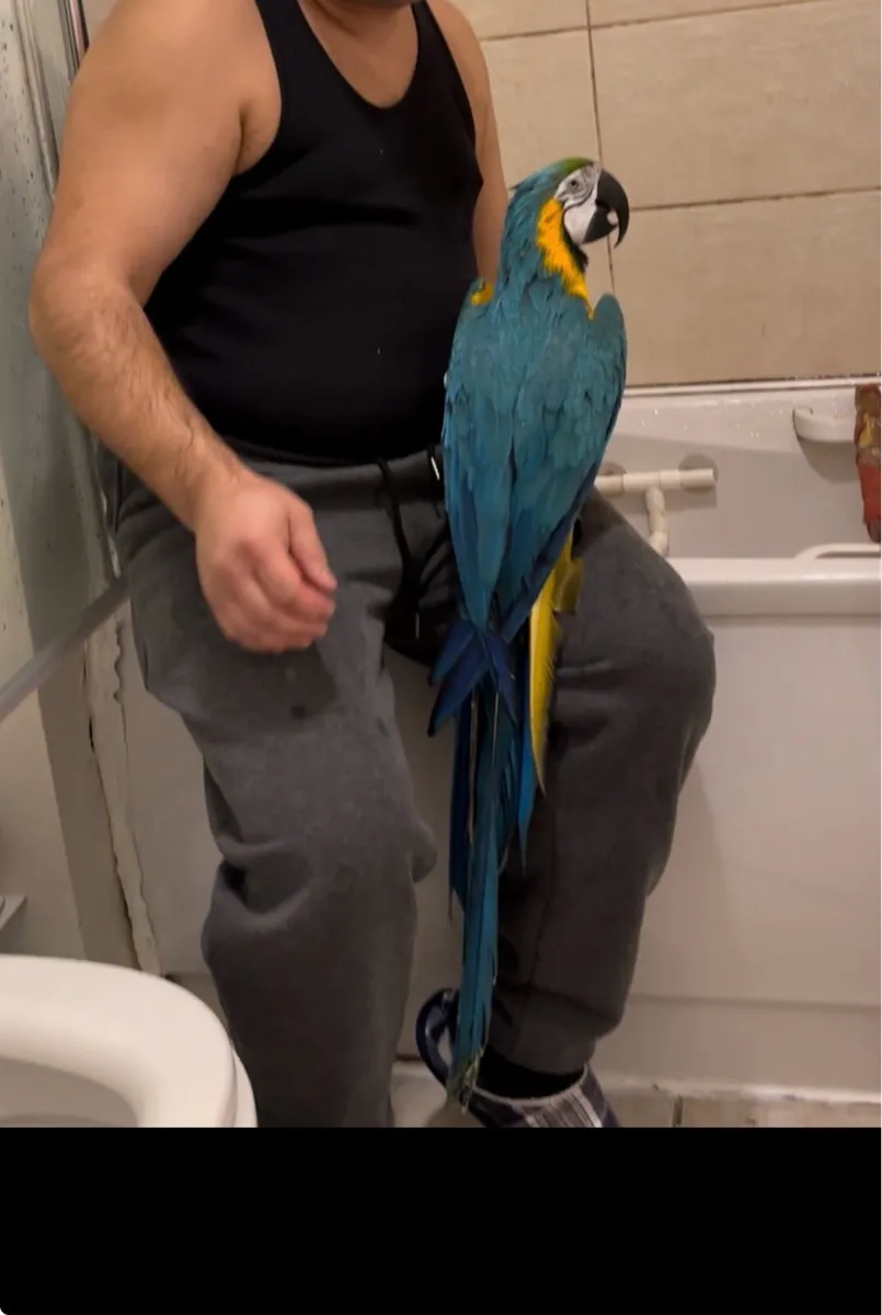 Macaw - Image 3