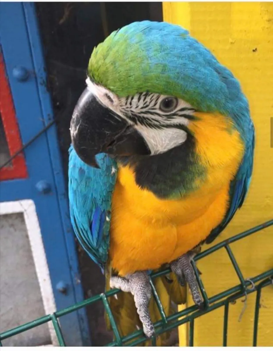 Macaw - Image 4