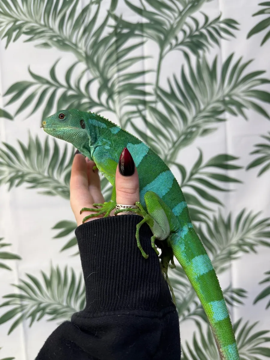 Fiji banded iguana - Image 2