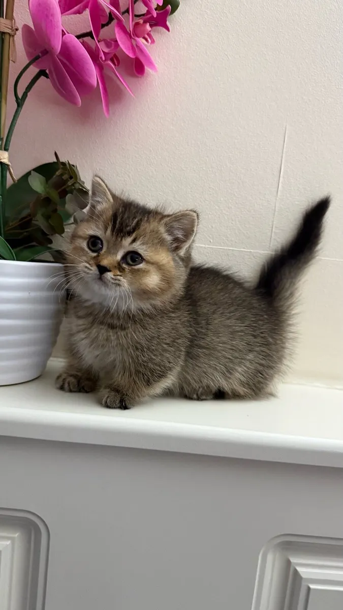 Munchkin kitten💙 - Image 1
