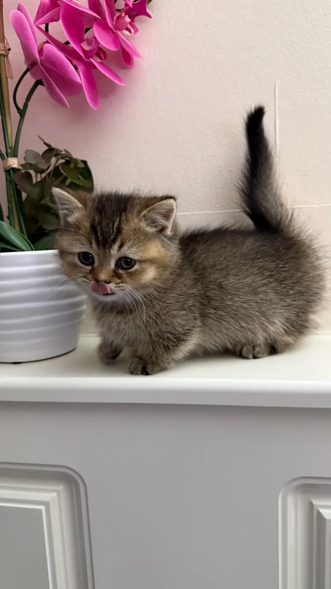 Munchkin kitten💙 - Image 3