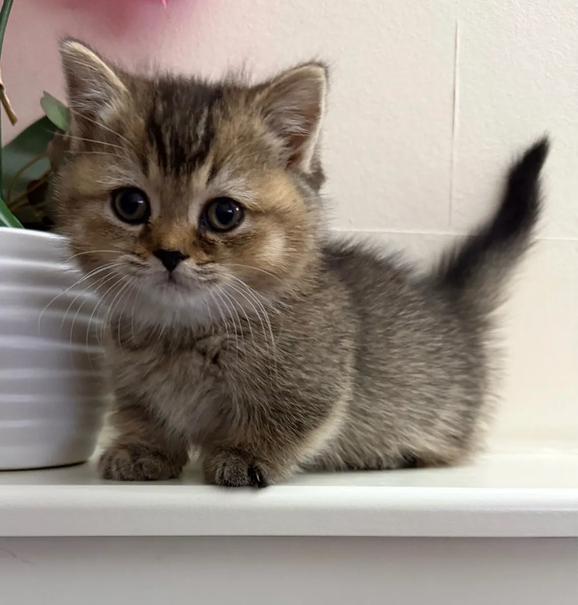 Munchkin kitten💙 - Image 4