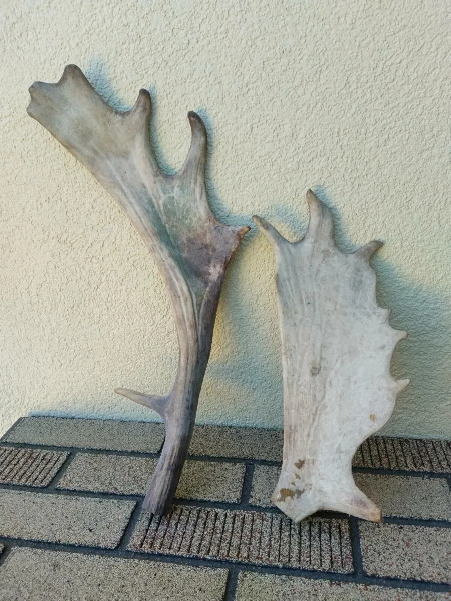 2.Antique Fallow deer Antlers