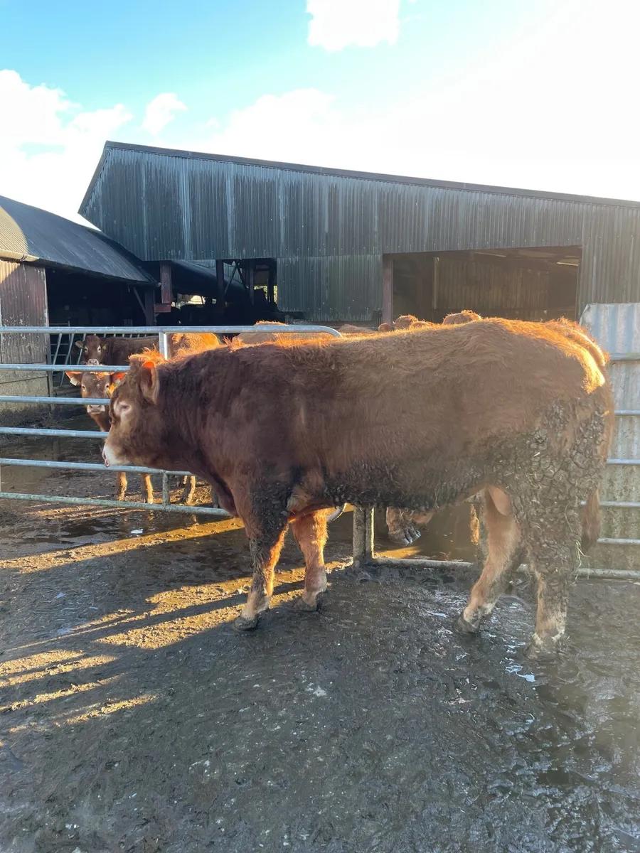 Limousin bull - Image 1