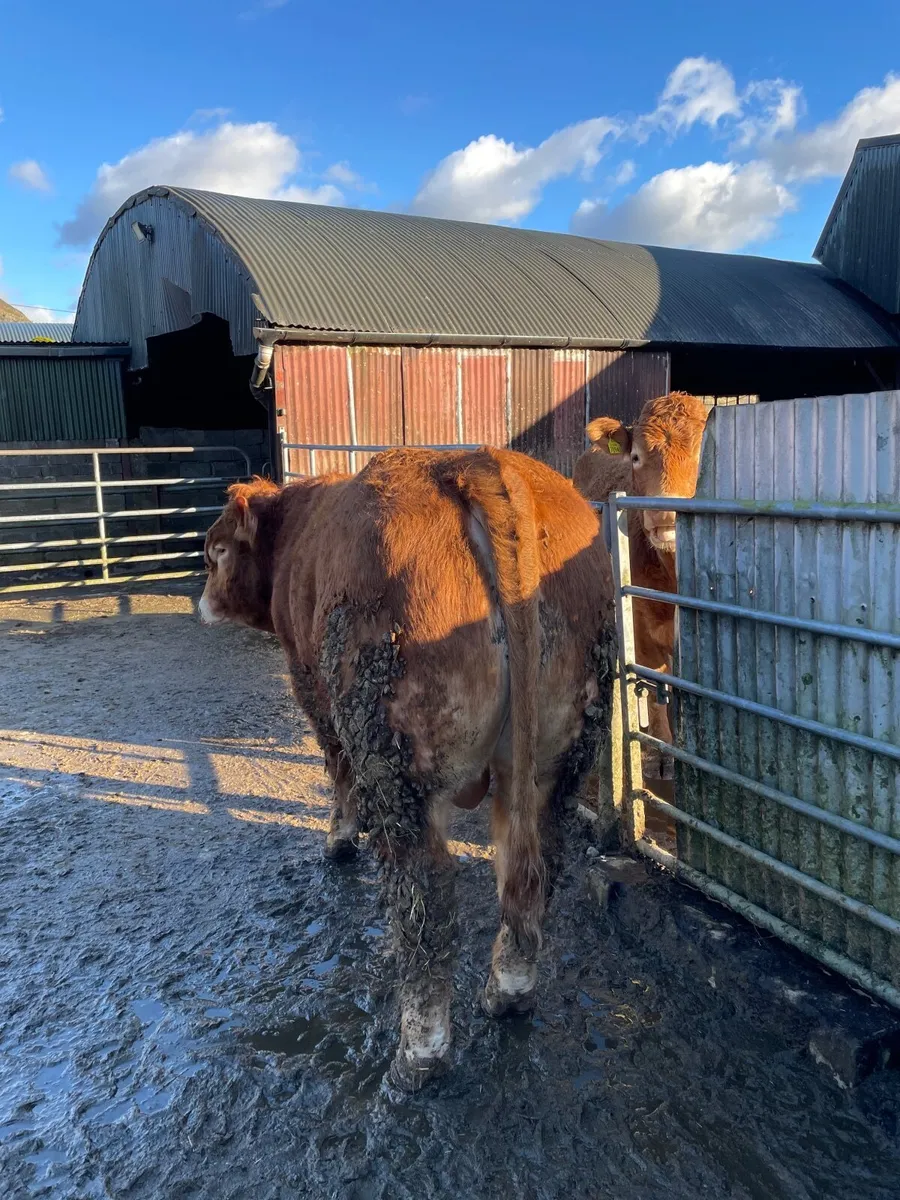 Limousin bull - Image 2