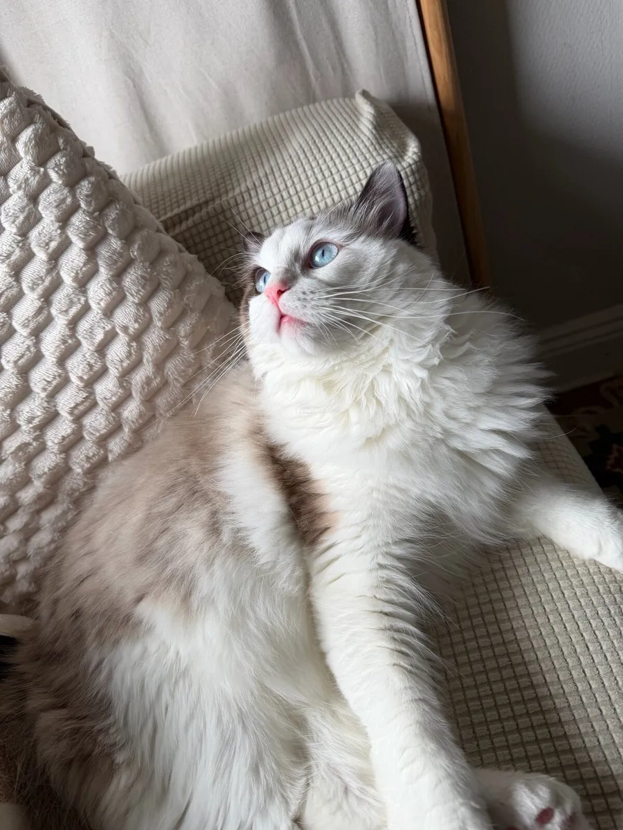 Ragdoll tica registered - Image 1
