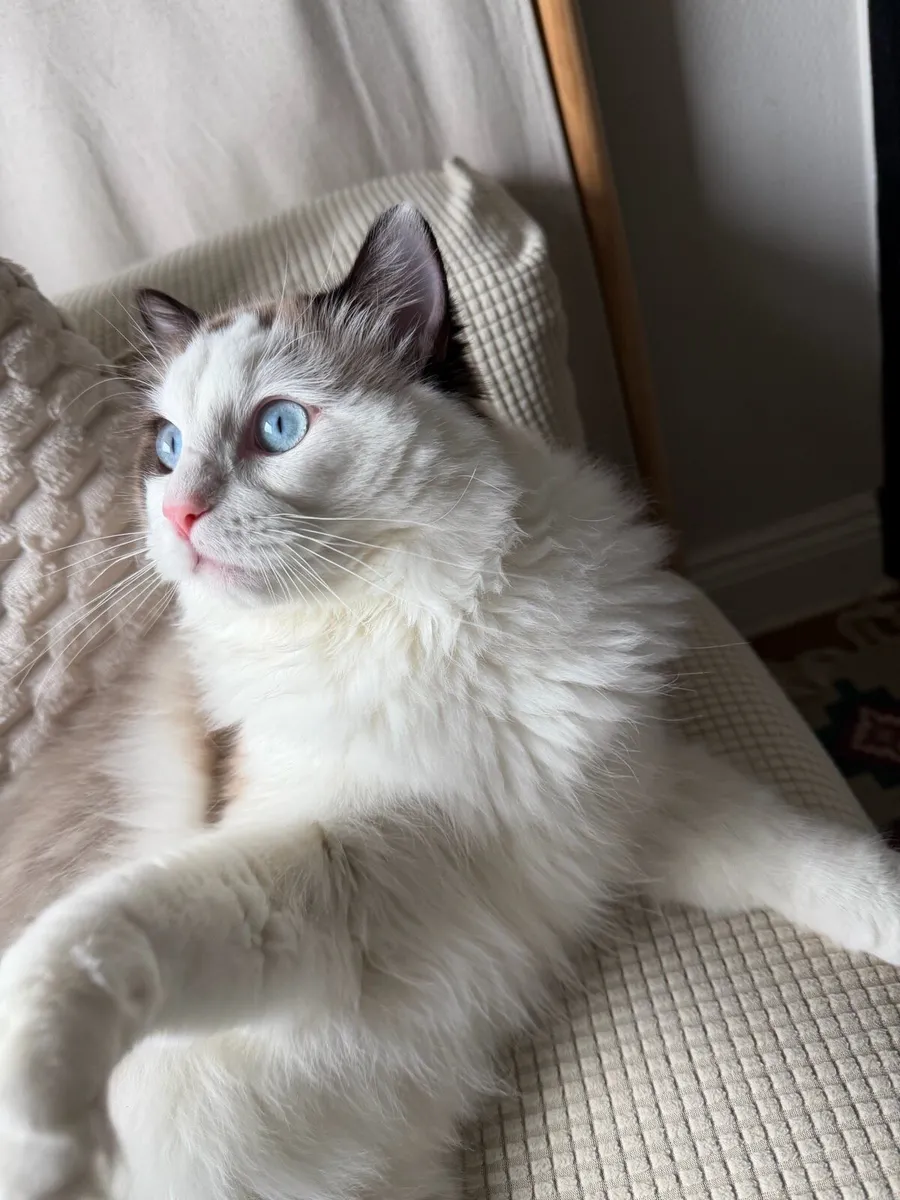 Ragdoll tica registered - Image 2