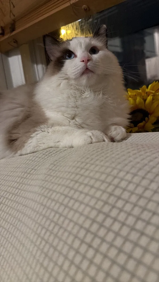 Ragdoll tica registered - Image 4