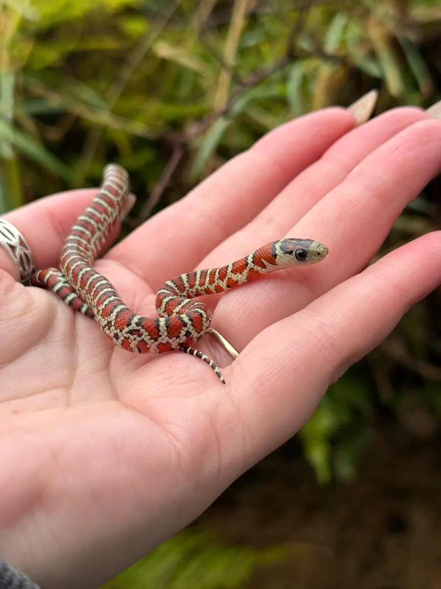 Sonoran mountain king snake - Image 2