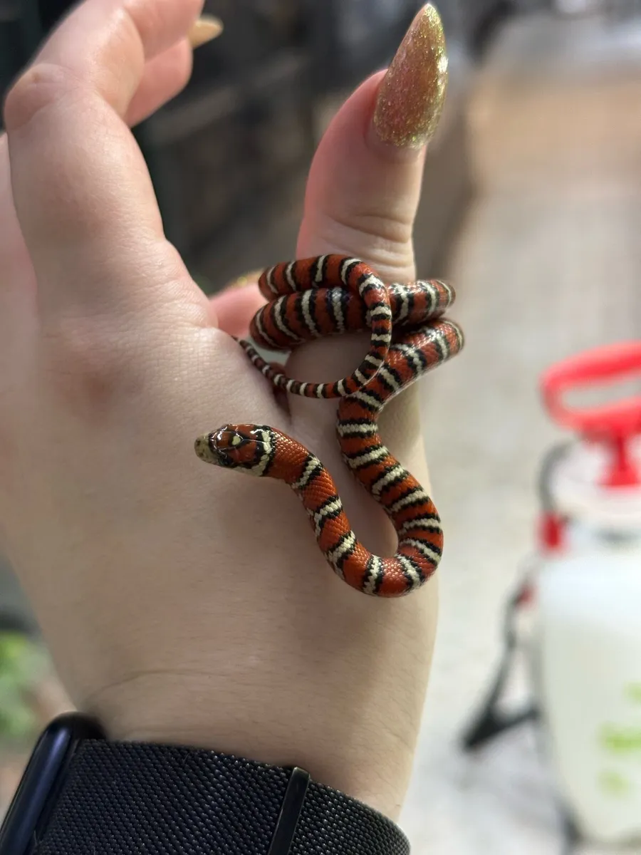 Sonoran mountain king snake - Image 4