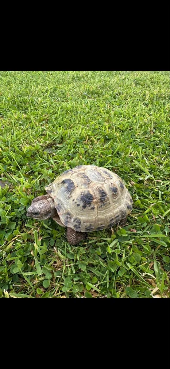 Giant day gecko pair / knob tailed gecko - Image 4