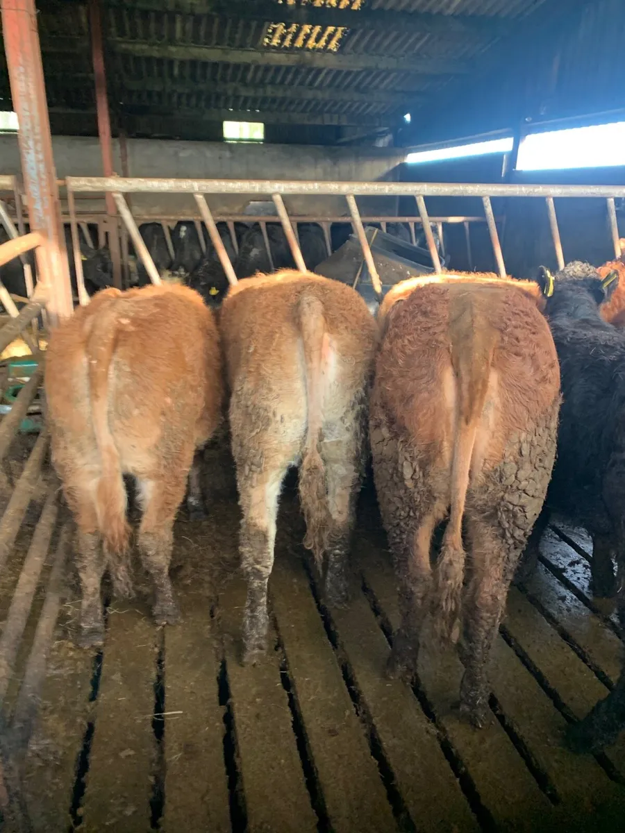 11 super Quality  LMX  Heifers for sale - Image 3