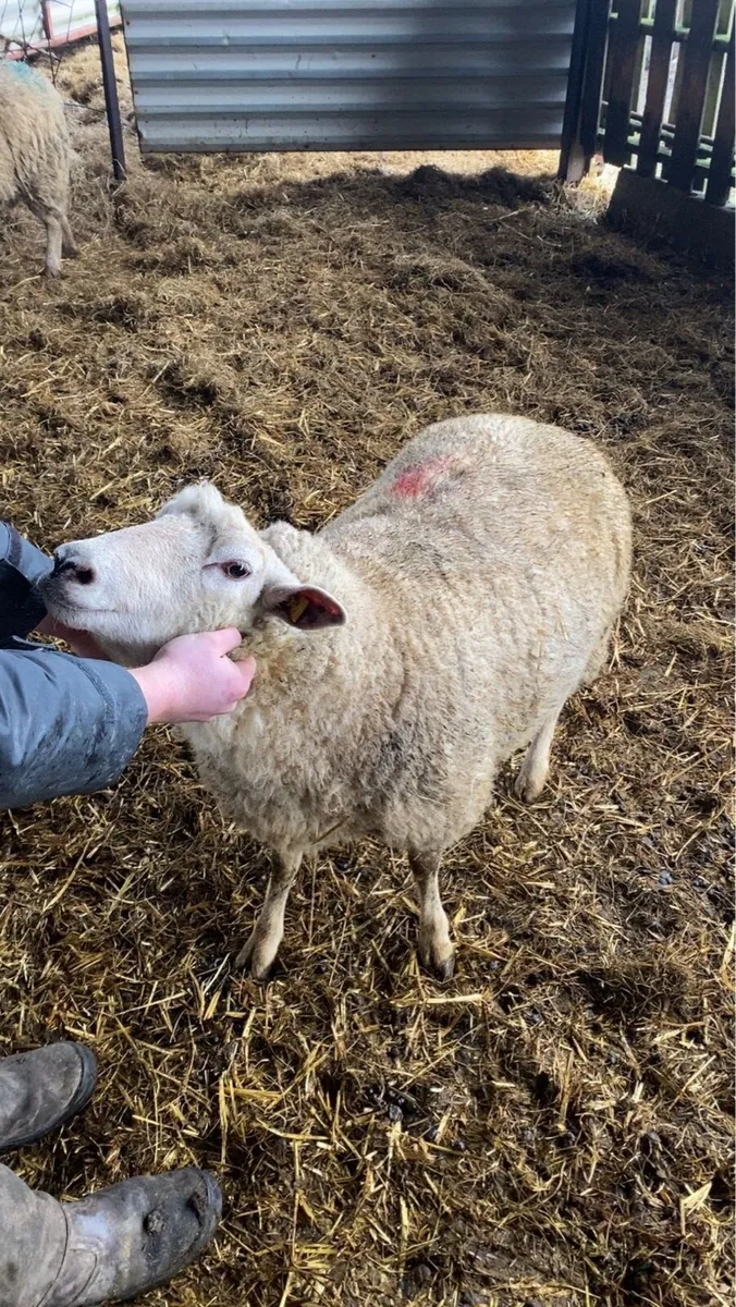 Foster ewe - Image 1