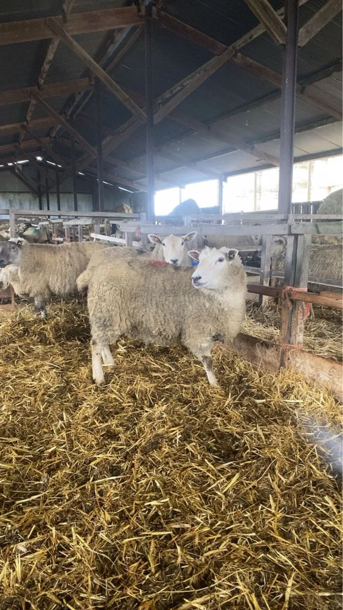 Foster ewe - Image 2