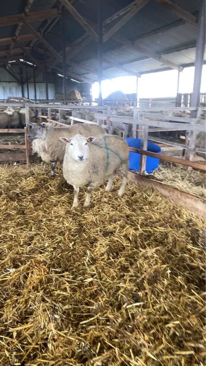 Foster ewe - Image 3