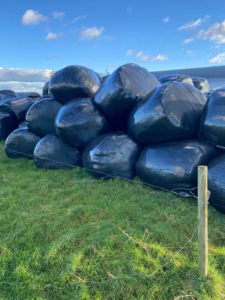 Silage bales - Image 2