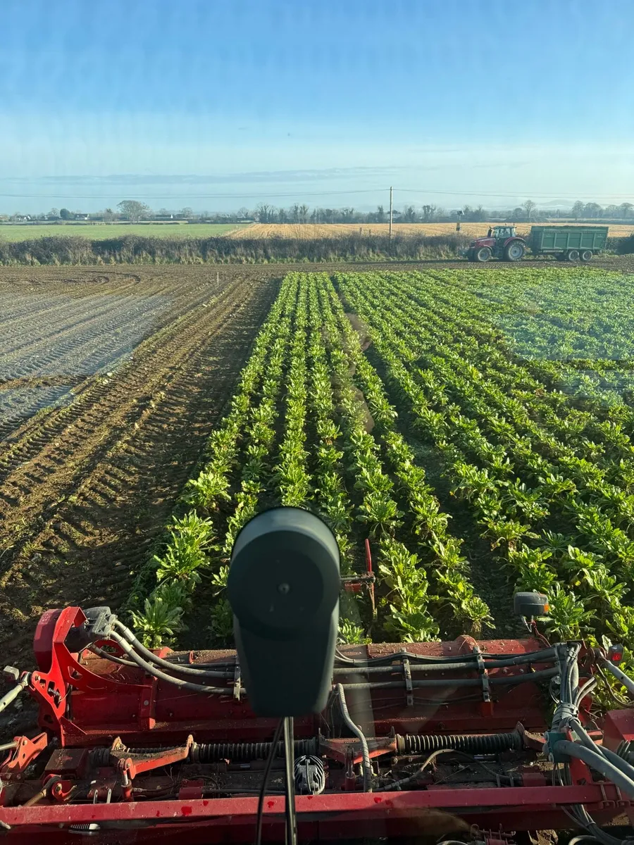 Beet hay straw maize - Image 1
