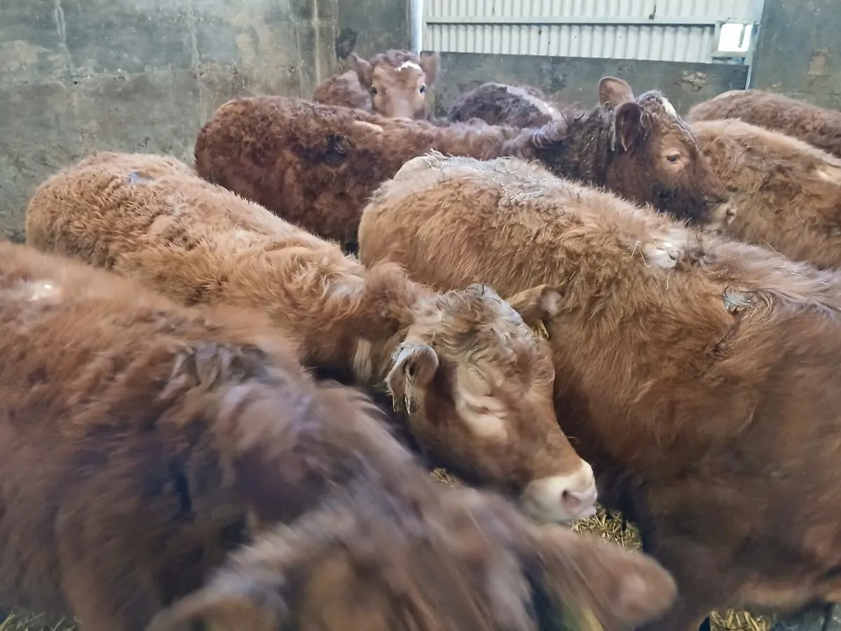 8 smashing U and R Grade  LMX Heifer's for sale - Image 4