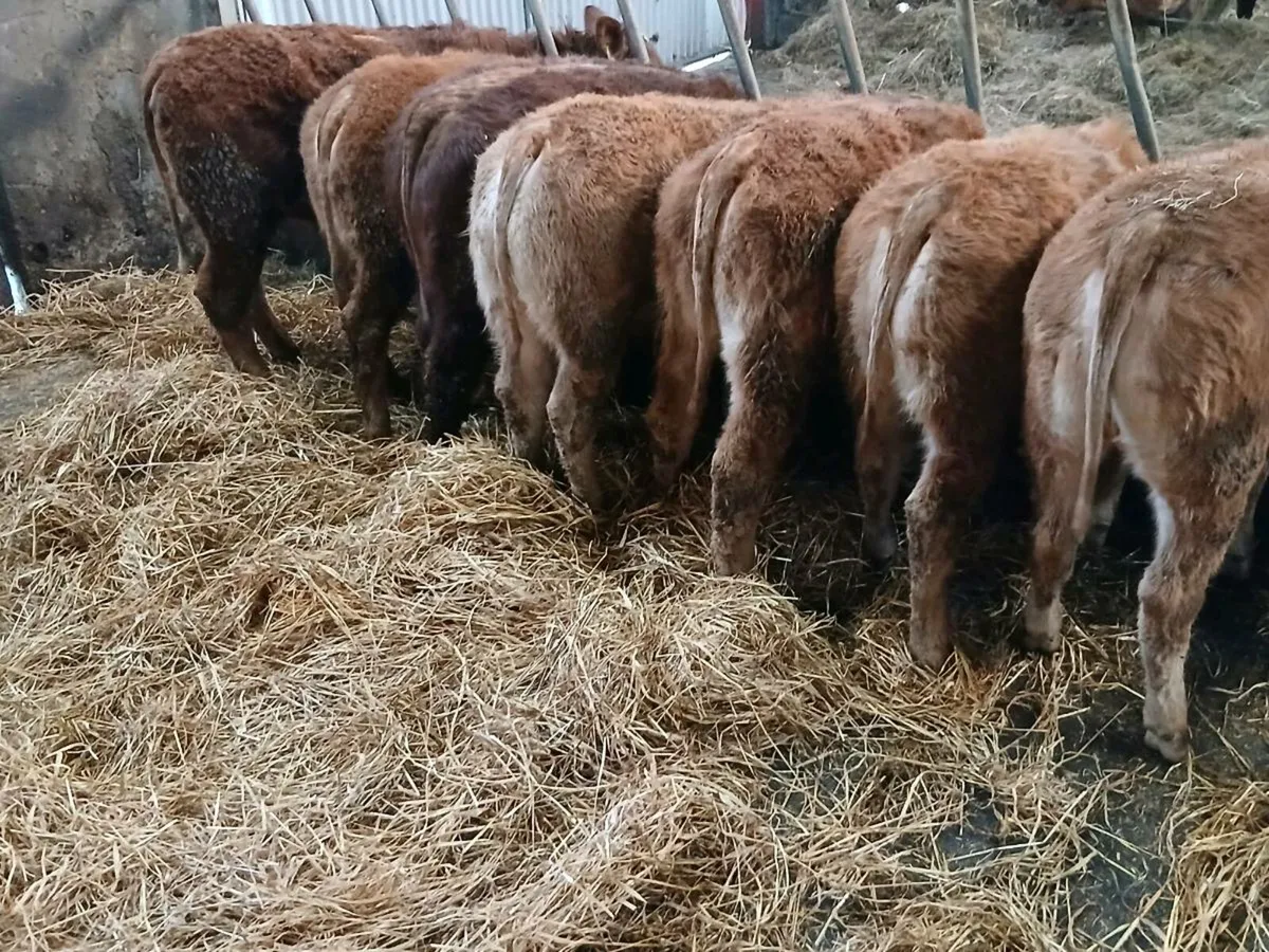 8 smashing U and R Grade  LMX Heifer's for sale - Image 1